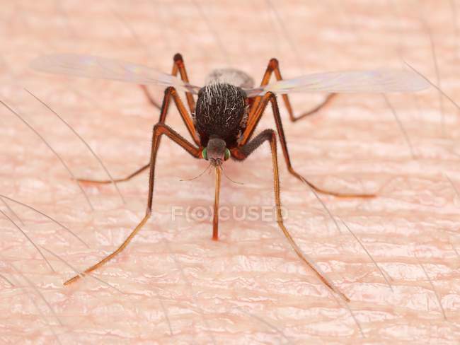 Digital illustration of mosquito sucking blood on skin. — Stock Photo