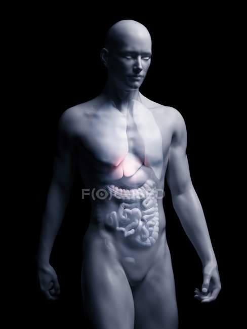 Ilustración del hígado humano en la silueta corporal
. - foto de stock