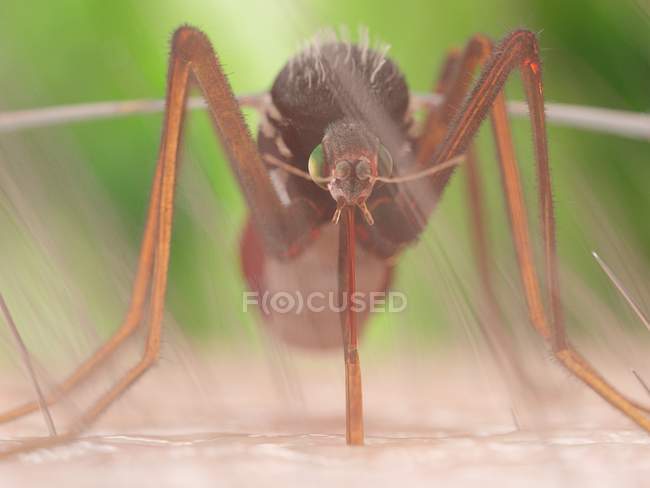 Ilustración digital de mosquitos chupando sangre en la piel
. - foto de stock
