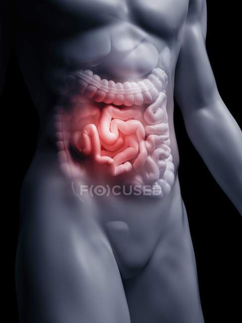 Ilustração do intestino delgado humano na silhueta corporal
. — Fotografia de Stock
