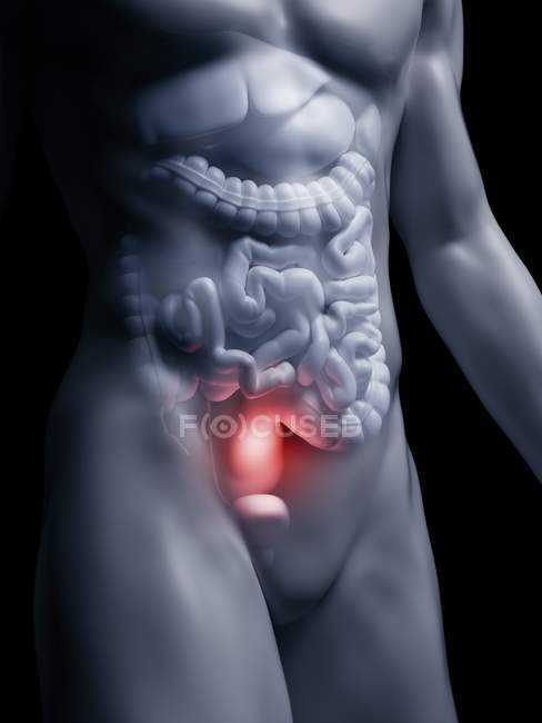 Illustration of human rectum in body silhouette. — Stock Photo