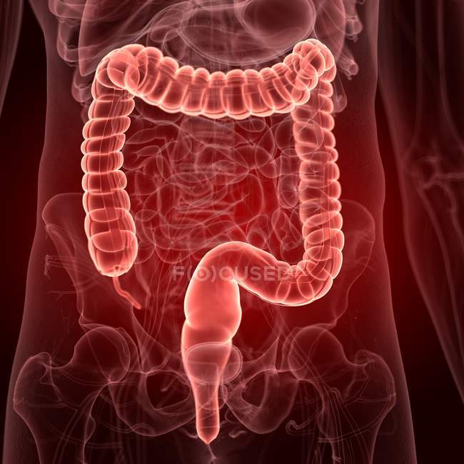 Illustration of human colon in body silhouette. — Stock Photo