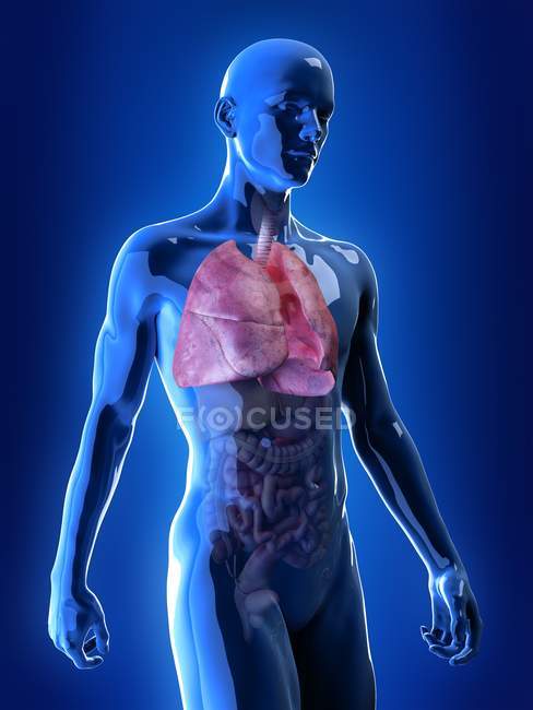 Illustrazione di polmoni colorati visibili nella silhouette trasparente del corpo umano . — Foto stock