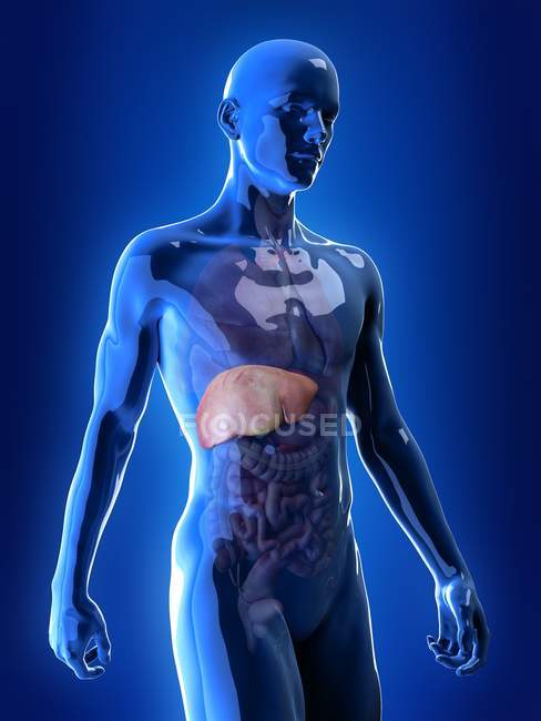 Illustrazione del fegato colorato nella silhouette del corpo umano . — Foto stock