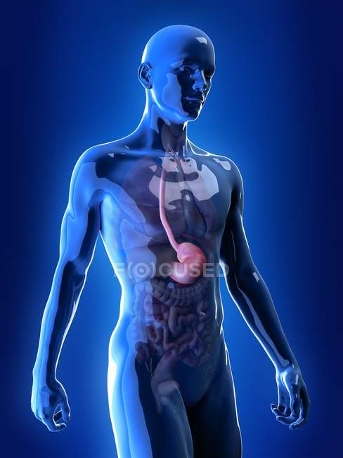 Illustrazione dello stomaco nella silhouette del corpo umano . — Foto stock