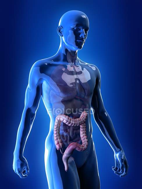 Ilustración de colon visible en el cuerpo humano masculino . - foto de stock
