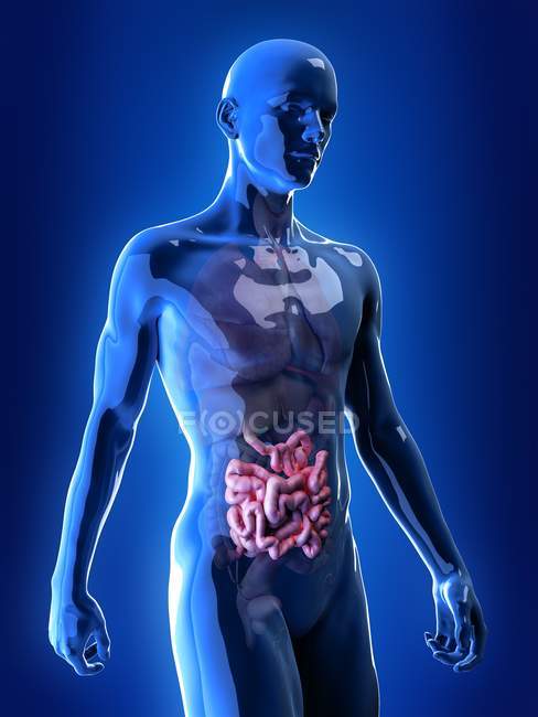 Illustration de l'intestin grêle dans la silhouette du corps humain . — Photo de stock