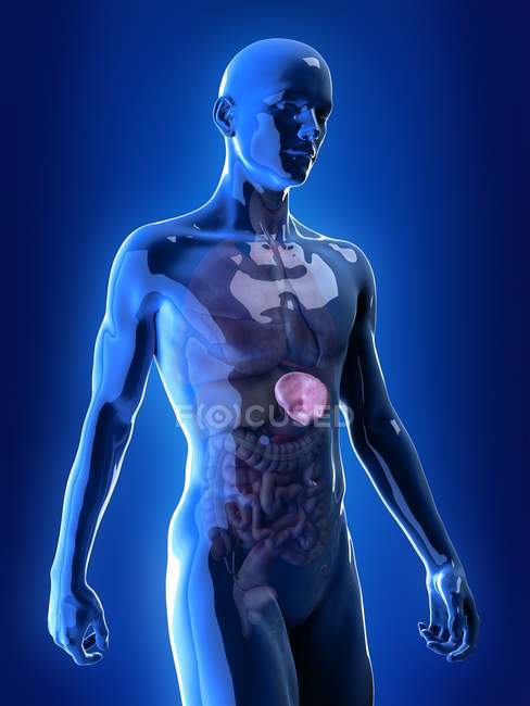 Ilustração médica do baço visível no corpo humano
. — Fotografia de Stock