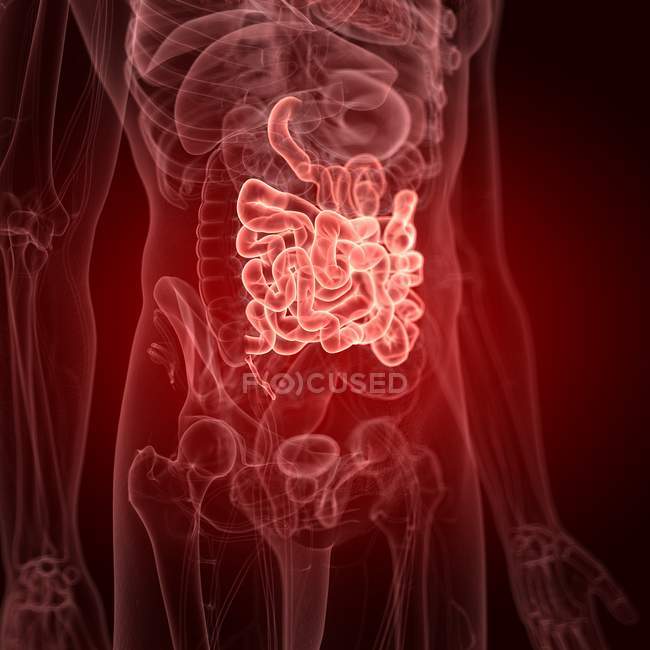 Illustration of small intestine in human body silhouette. — Stock Photo