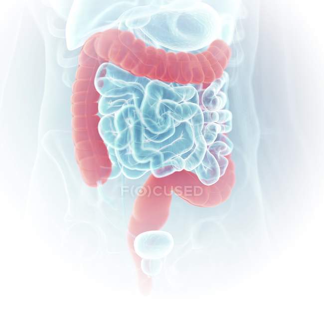 Ilustración de colon visible en el cuerpo humano
. - foto de stock
