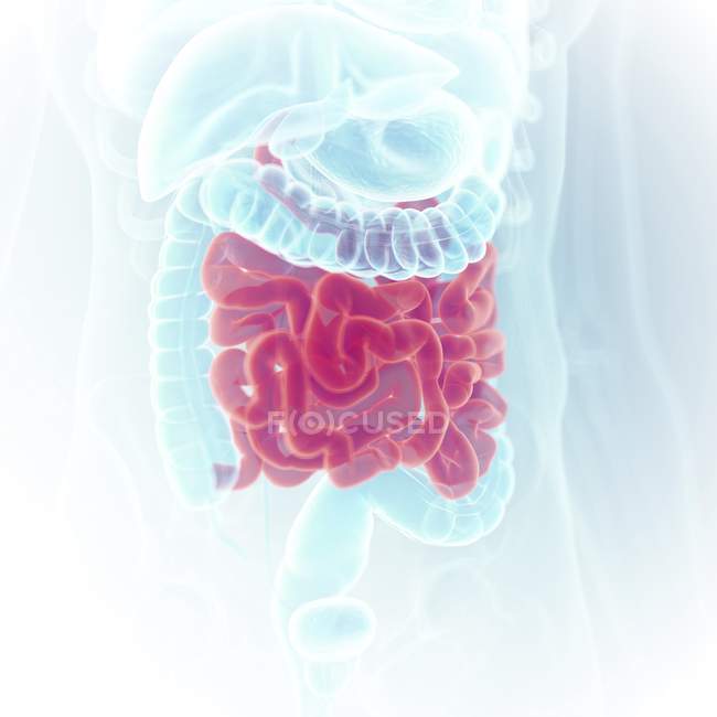 Ilustração do intestino delgado na silhueta do corpo humano . — Fotografia de Stock