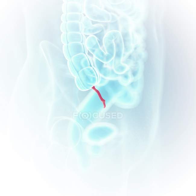 Illustration médicale de l'appendice visible dans le corps humain . — Photo de stock