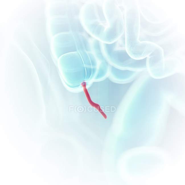 Illustration médicale de l'appendice visible dans le corps humain . — Photo de stock