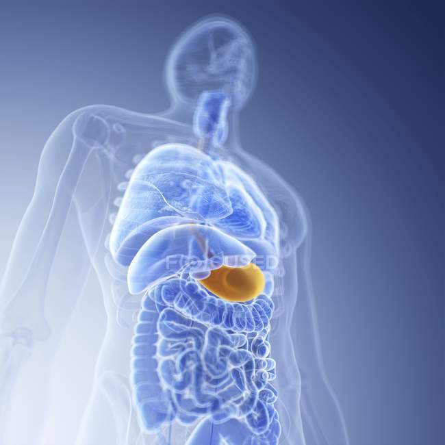 Illustration of stomach in human body silhouette. — Stock Photo