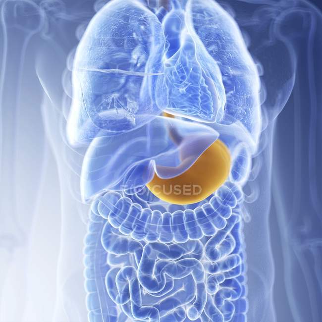Illustration de l'estomac dans la silhouette du corps humain . — Photo de stock