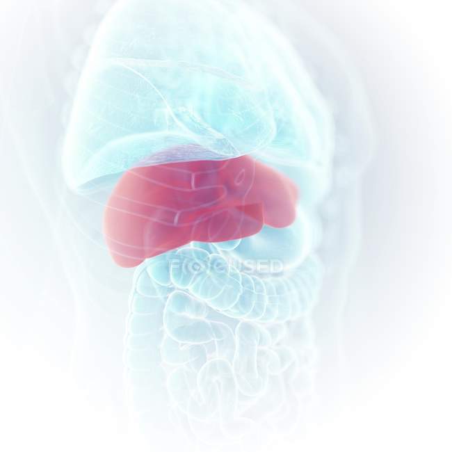 Ілюстрація кольорової печінки в силуеті людського тіла, крупним планом . — стокове фото