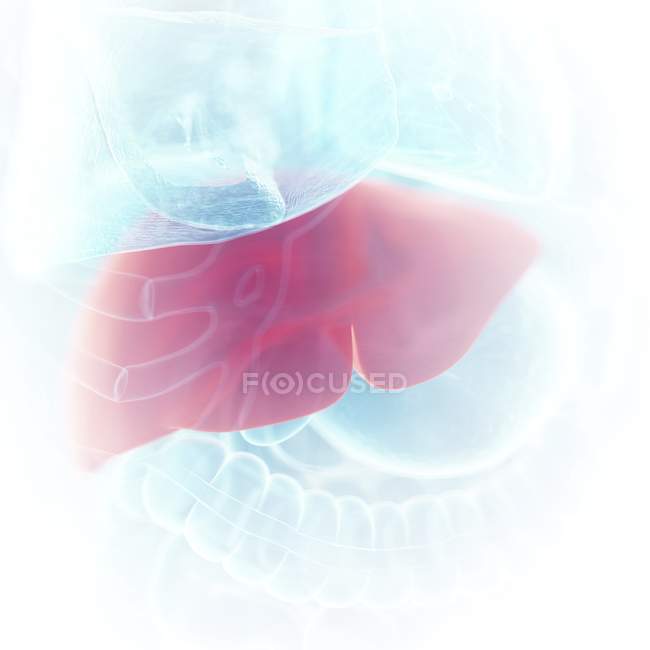 Illustrazione del fegato colorato nella silhouette del corpo umano, primo piano . — Foto stock