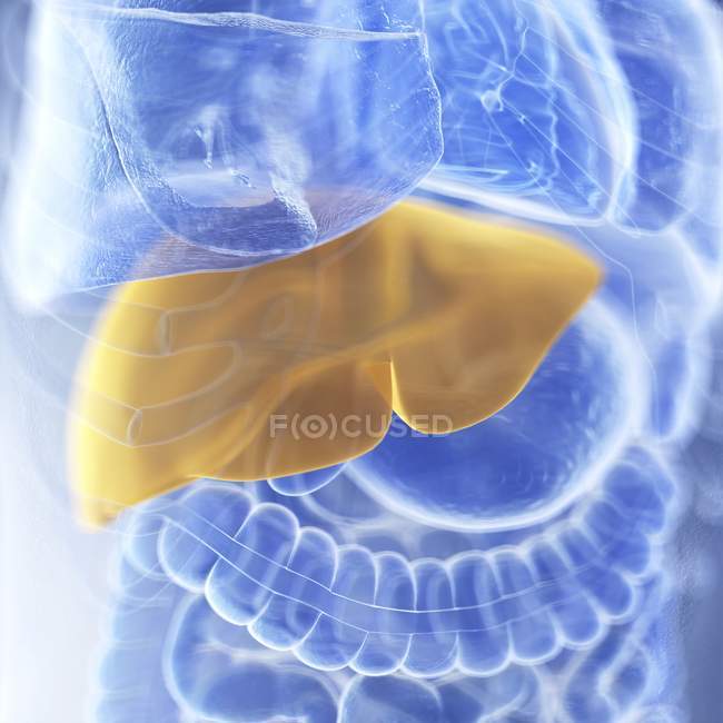 Ilustração do fígado colorido na silhueta do corpo humano, close-up . — Fotografia de Stock