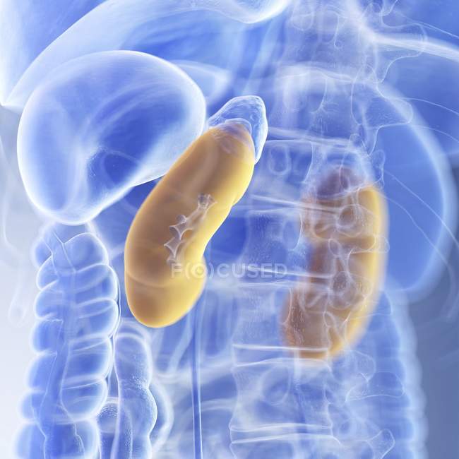Illustration of colored kidneys in human body silhouette. — Stock Photo