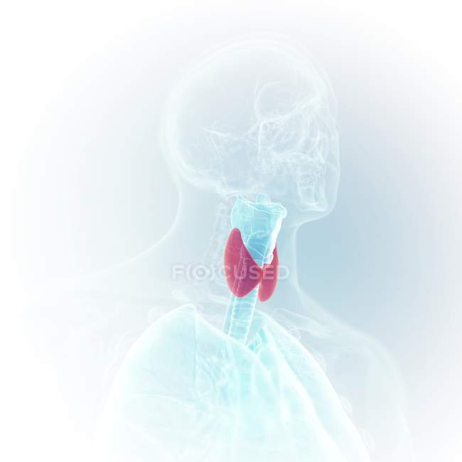 Ilustración de laringe coloreada y tiroides en el cuerpo humano transparente . - foto de stock