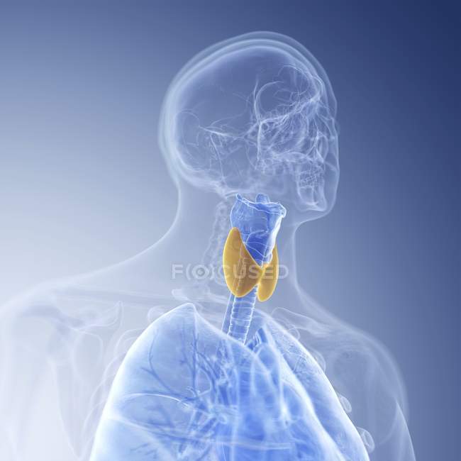 Illustration des farbigen Kehlkopfes und der Schilddrüse im transparenten menschlichen Körper. — Stockfoto