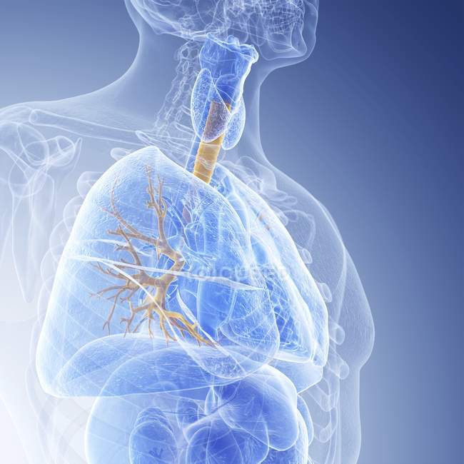 Illustration médicale des bronches visibles dans le corps humain
. — Photo de stock