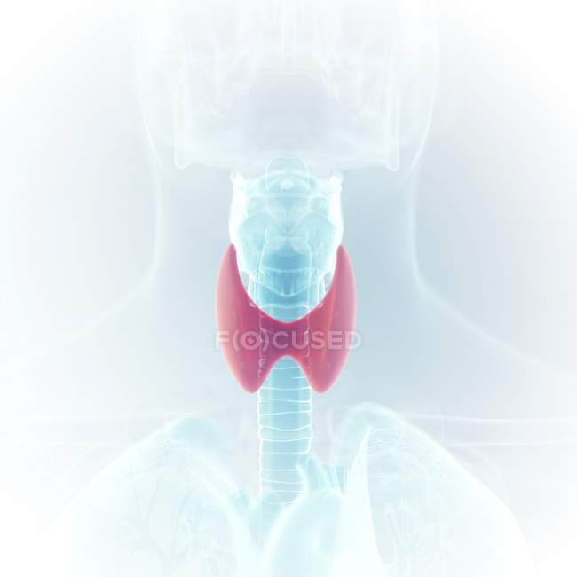 Illustrazione della tiroide colorata nella silhouette della gola umana . — Foto stock