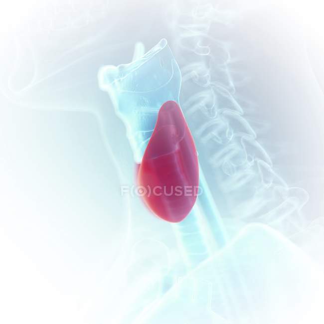 Ilustração da tireóide colorida na silhueta da garganta humana . — Fotografia de Stock