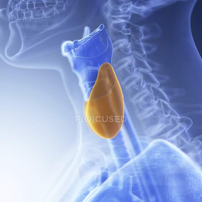Illustration of colored thyroid in human throat silhouette. — Stock Photo