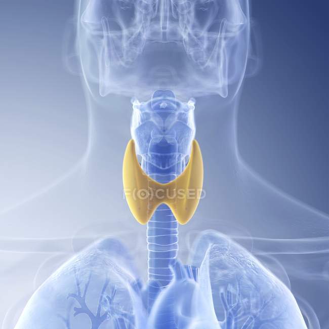 Ilustración de la tiroides coloreada en la silueta de garganta humana . - foto de stock