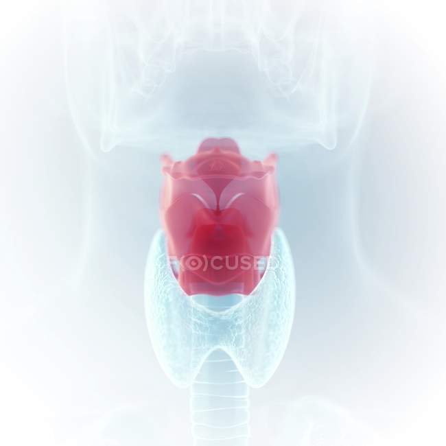 Illustration du larynx coloré dans un corps humain transparent . — Photo de stock