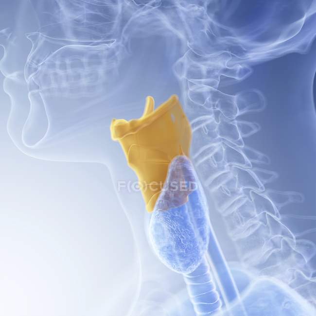 Illustration du larynx coloré dans un corps humain transparent . — Photo de stock