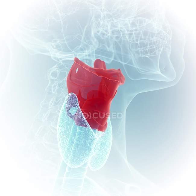 Ilustración de la laringe de color en el cuerpo humano transparente
. - foto de stock