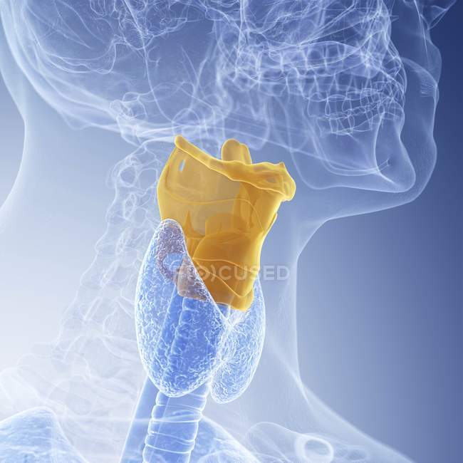 Ilustración de la laringe de color en el cuerpo humano transparente . - foto de stock