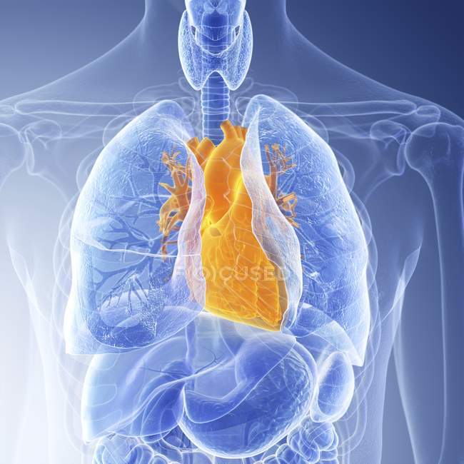 Ilustración del corazón en la silueta del cuerpo humano . - foto de stock