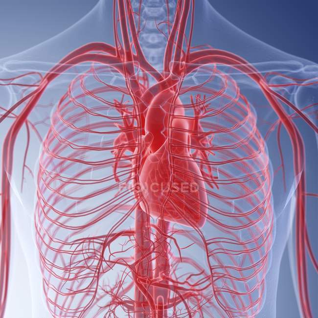 Ilustración del corazón humano en la silueta corporal . - foto de stock