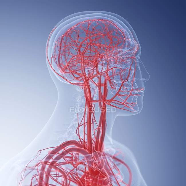 Medizinische Illustration menschlicher Blutgefäße am Kopf. — Stockfoto