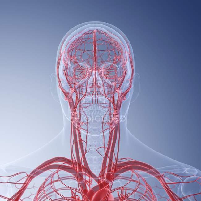 Медична ілюстрація людських кровоносних судин голови . — стокове фото