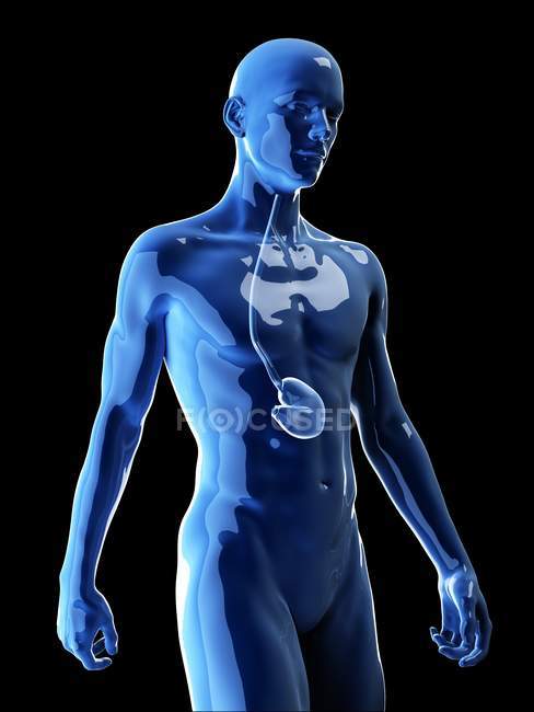 Ilustración del estómago humano en la silueta corporal . - foto de stock