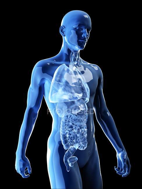 Illustrazione degli organi umani nella silhouette del corpo . — Foto stock