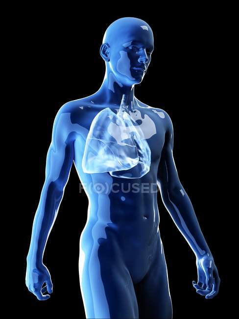 Ilustración de los pulmones humanos en la silueta corporal
. - foto de stock
