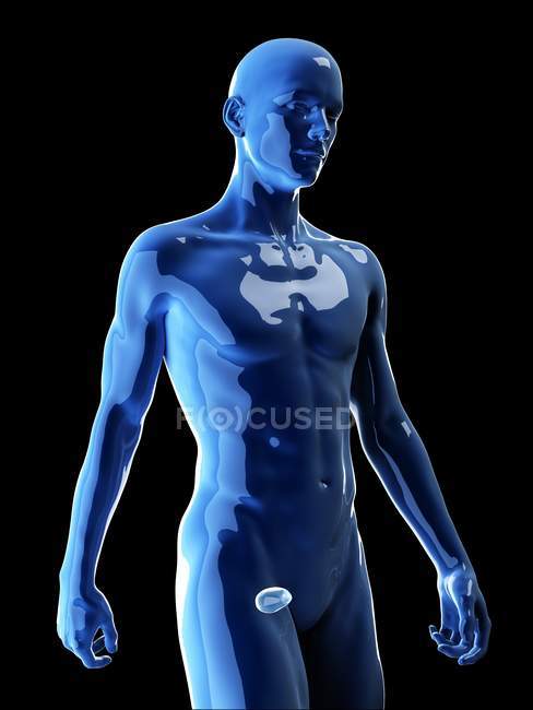 Ilustración de la vejiga humana en la silueta corporal . - foto de stock