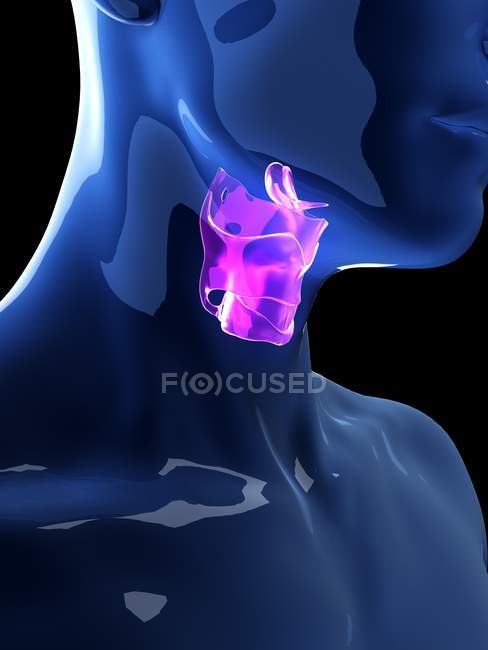 Ilustración de la laringe humana en la silueta corporal
. - foto de stock