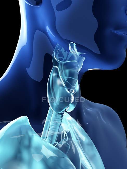 Illustration de la thyroïde humaine et du larynx dans la silhouette masculine
. — Photo de stock
