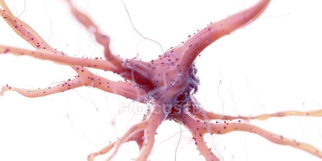 Ilustración realista de la célula nerviosa humana sobre fondo blanco
. - foto de stock
