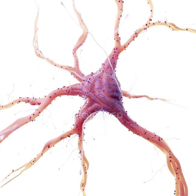 Реалістичний ілюстрація людини нервових клітин на білому тлі. — стокове фото