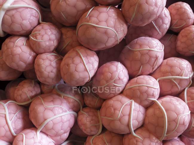 Magnified digital illustration of mammary gland cells. — Stock Photo