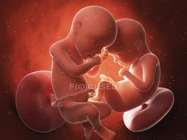 Ilustração médica de gêmeos no útero humano . — Fotografia de Stock