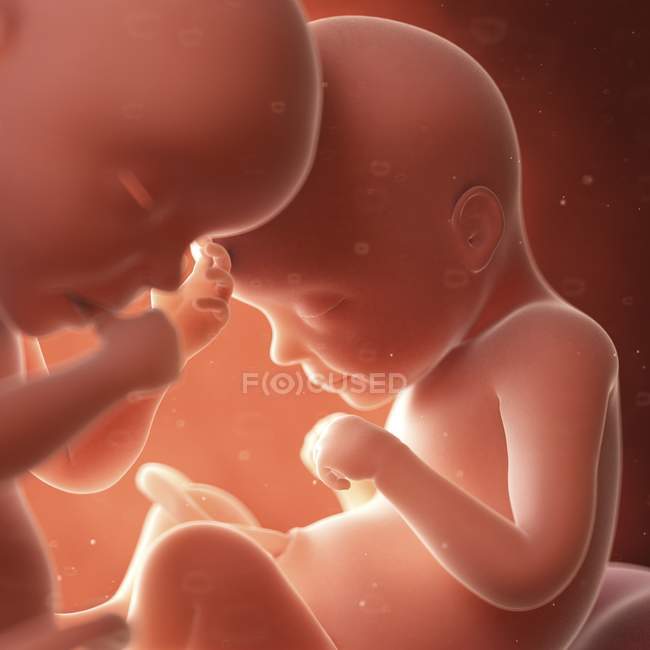Ilustração médica de gêmeos no útero humano . — Fotografia de Stock
