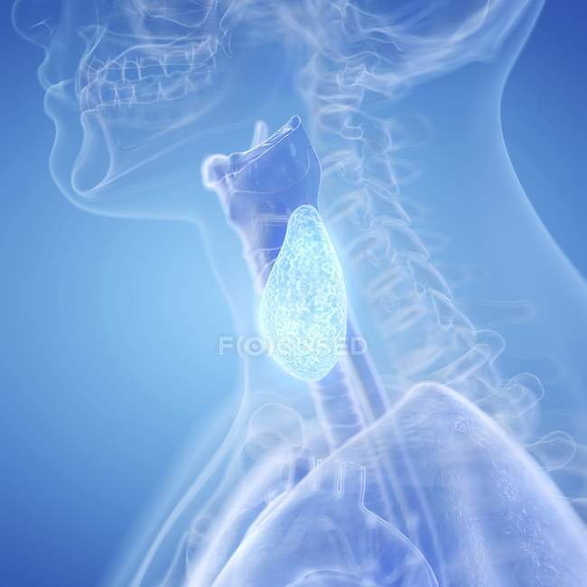 Ilustração digital da glândula tireóide na silhueta da garganta humana . — Fotografia de Stock